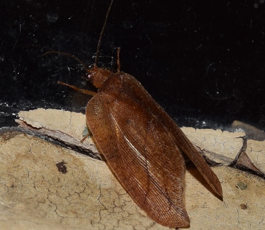 Drepanepteryx phalaenoides?